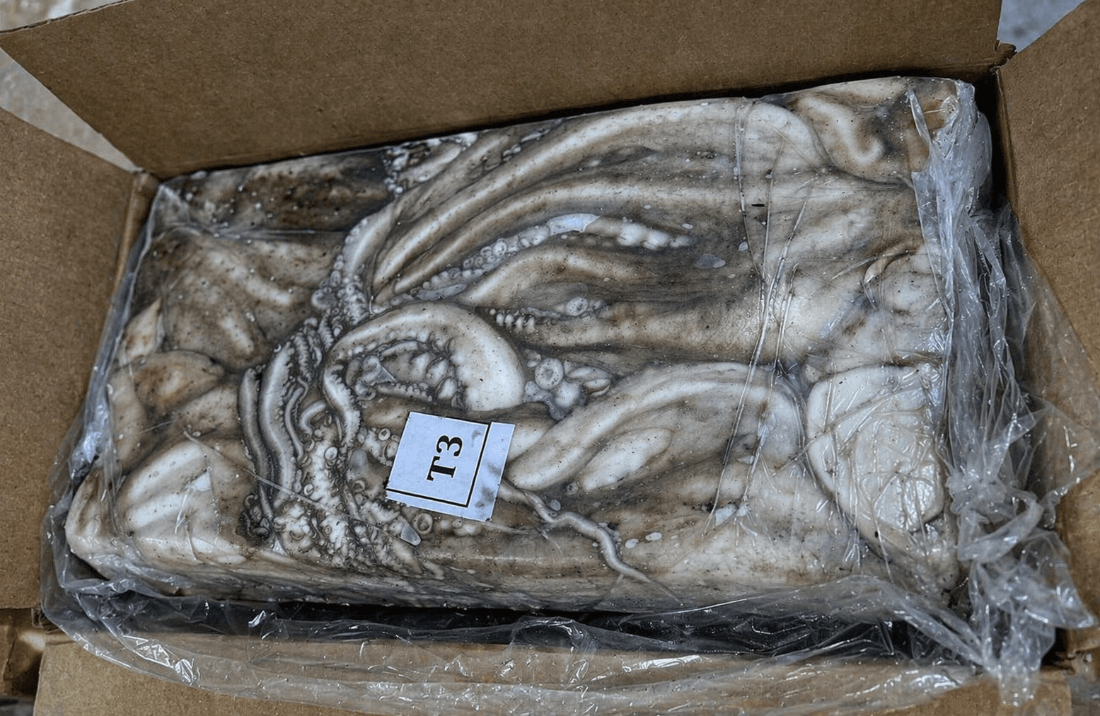Fresh Frozen Japan Quality octopus at the Maurimar facility — image 6 of 8