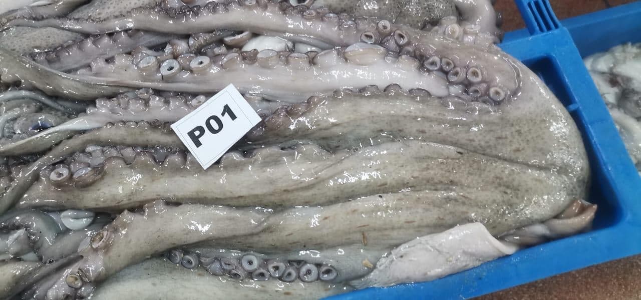 Close-up of iced octopus tentacles and suckers at the Maurimar facility — image 4 of 10