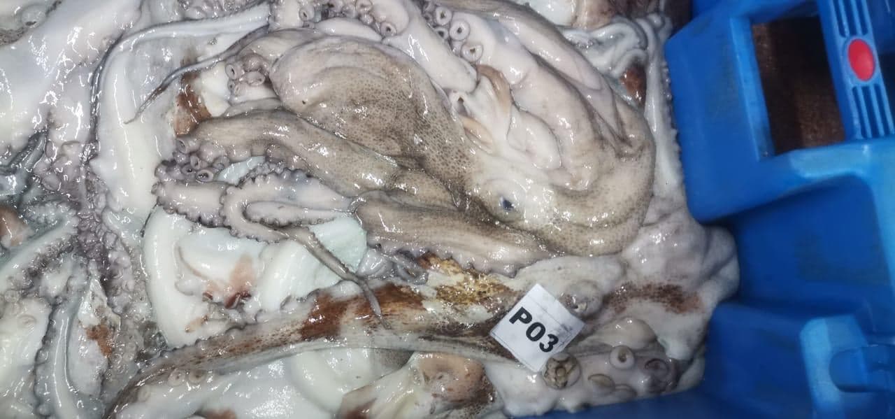 Iced octopus at the Maurimar facility — image 6 of 10