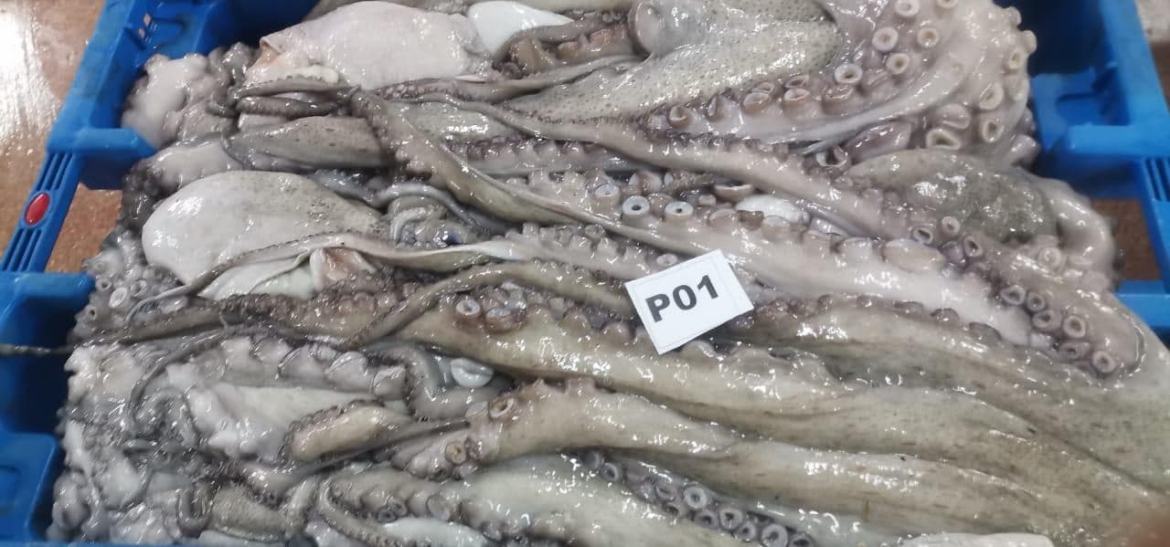 Iced octopus packed in master cartons at the Maurimar export facility — image 8 of 10