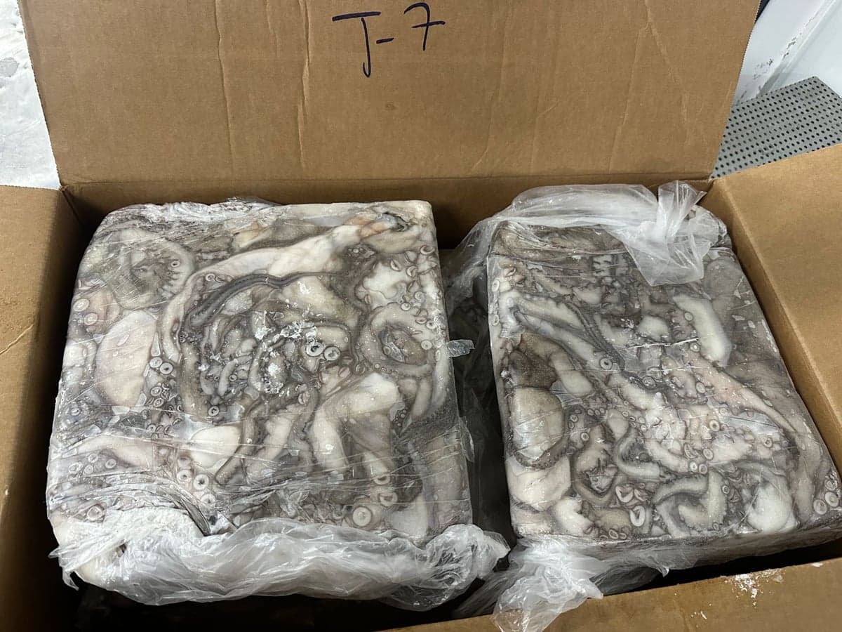 Iced octopus packaging at the Maurimar export facility — image 9 of 10